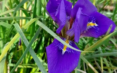 Iris d’Alger : du bleu en hiver