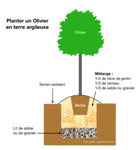 planter un olivier en terre argileuse