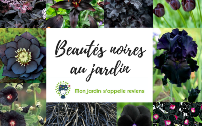 Des fleurs noires au jardin