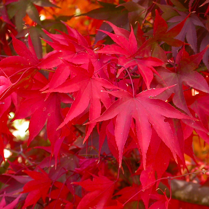 Pourquoi les feuilles rougissent ?