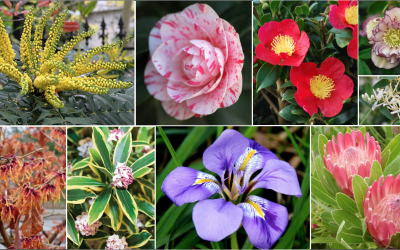 20 plantes qui fleurissent en hiver