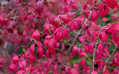 Feuillage rose d’automne