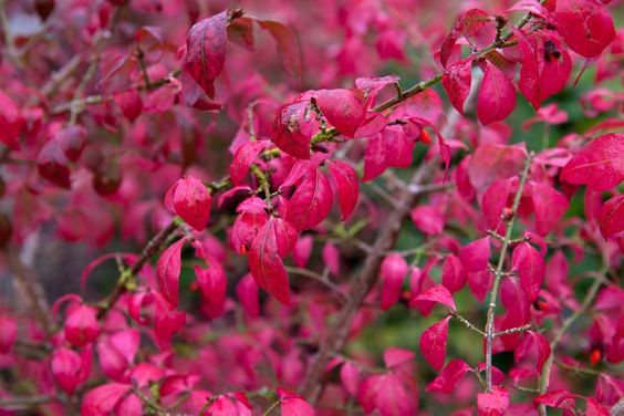 Feuillage rose d’automne