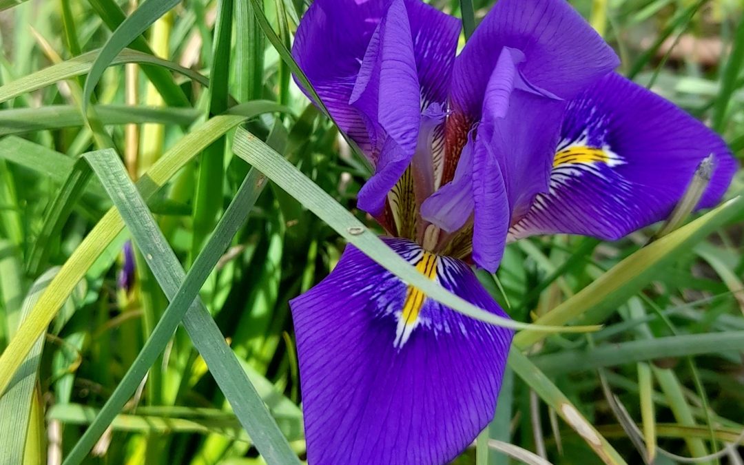 Iris d’Alger : du bleu en hiver